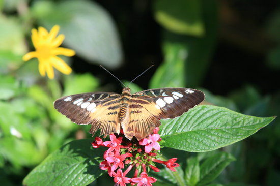 Florida Museum of Natural History-Exhibits